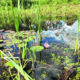 Amphibienteich im Niendorfer Gehege umzäunt