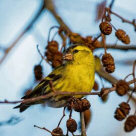 Bunte Vogelschar im Winter